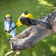 Best Tree Mulching  in Stoughton, WI