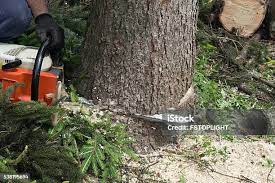 Best Fruit Tree Pruning  in Stoughton, WI