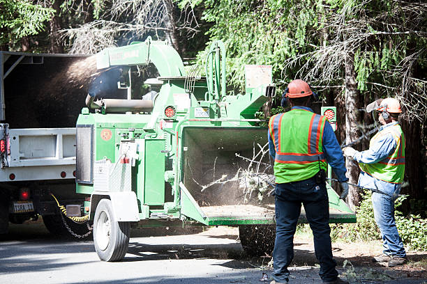 Best Tree Preservation Services  in Stoughton, WI