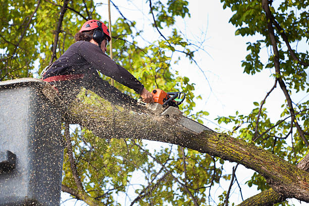 Reliable Stoughton, WI Tree Care Solutions