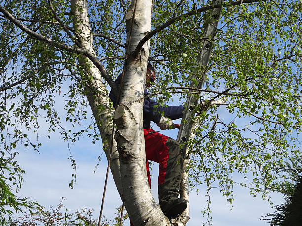 How Our Tree Care Process Works  in  Stoughton, WI