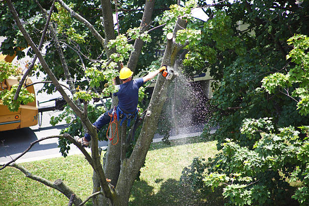 Best Tree and Shrub Care  in Stoughton, WI