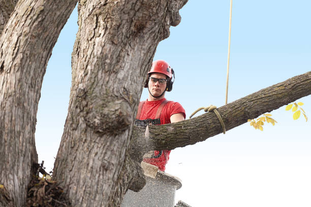 Best Aeration Services  in Stoughton, WI
